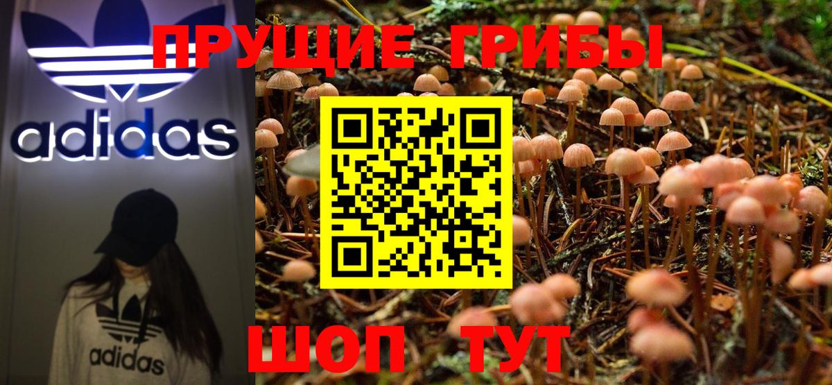 Галлюциногенные грибы Psilocybe  Вход с VPN  Златоуст 